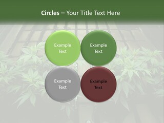 Hemp Organic Room PowerPoint Template
