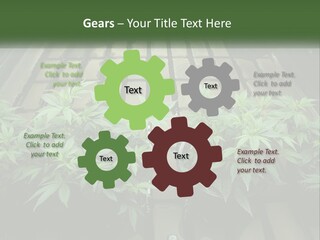 Hemp Organic Room PowerPoint Template
