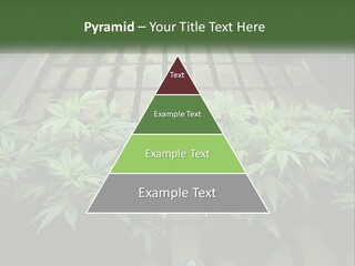Hemp Organic Room PowerPoint Template