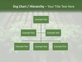 Hemp Organic Room PowerPoint Template