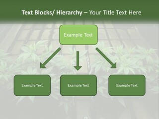 Hemp Organic Room PowerPoint Template