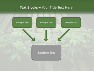 Hemp Organic Room PowerPoint Template