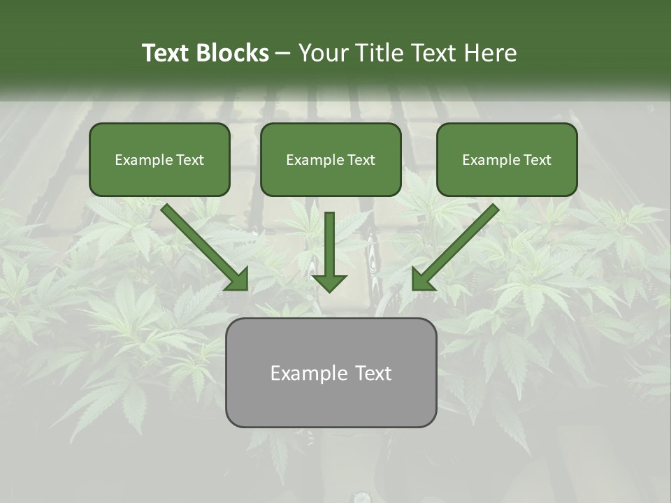 Hemp Organic Room PowerPoint Template