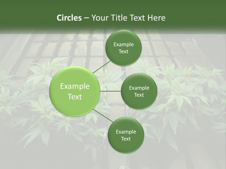 Hemp Organic Room PowerPoint Template