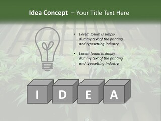 Hemp Organic Room PowerPoint Template