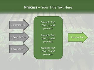 Hemp Organic Room PowerPoint Template