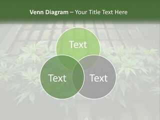 Hemp Organic Room PowerPoint Template