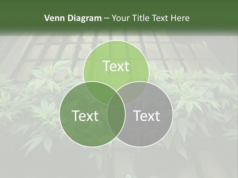 Hemp Organic Room PowerPoint Template