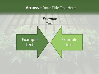 Hemp Organic Room PowerPoint Template