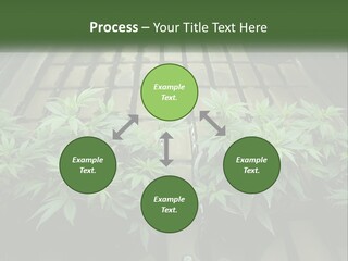 Hemp Organic Room PowerPoint Template