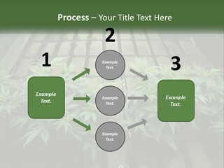 Hemp Organic Room PowerPoint Template