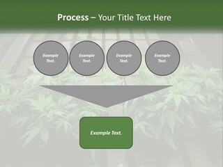 Hemp Organic Room PowerPoint Template