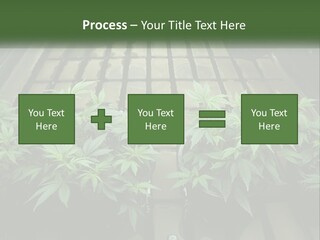 Hemp Organic Room PowerPoint Template