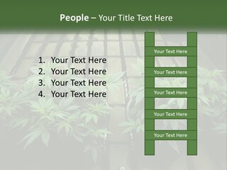 Hemp Organic Room PowerPoint Template