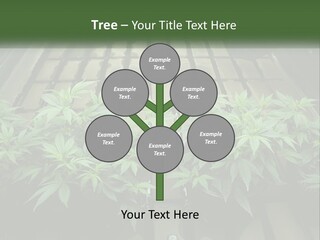 Hemp Organic Room PowerPoint Template