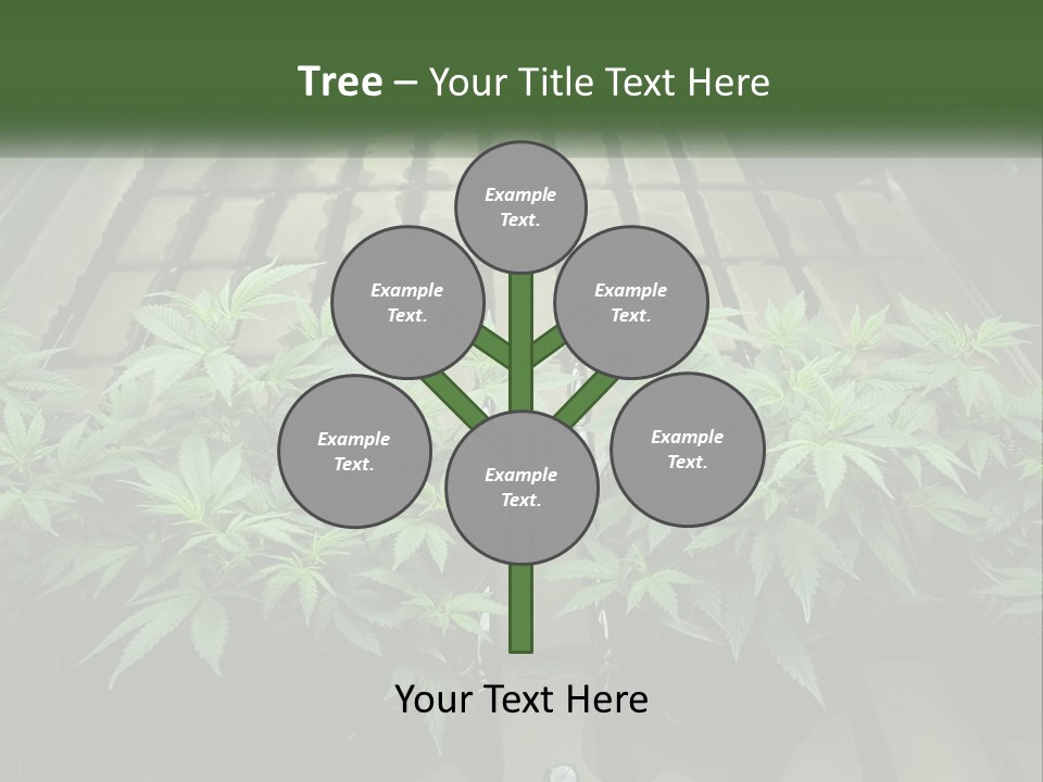 Hemp Organic Room PowerPoint Template