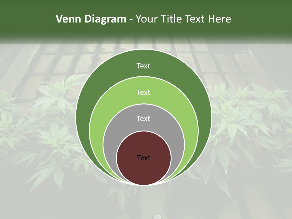 Hemp Organic Room PowerPoint Template