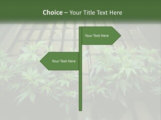 Hemp Organic Room PowerPoint Template
