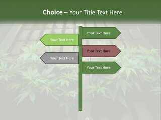 Hemp Organic Room PowerPoint Template