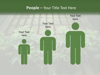 Hemp Organic Room PowerPoint Template