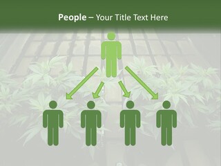 Hemp Organic Room PowerPoint Template