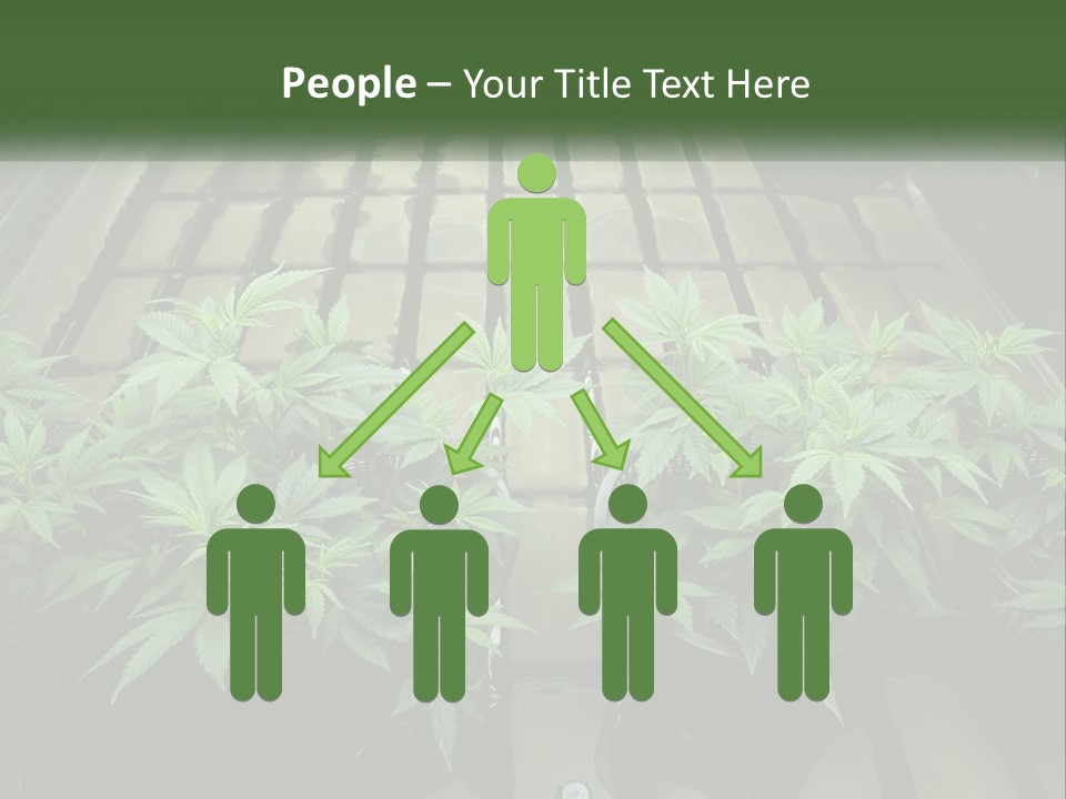 Hemp Organic Room PowerPoint Template