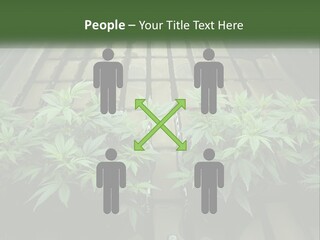Hemp Organic Room PowerPoint Template