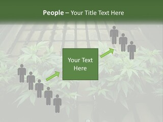 Hemp Organic Room PowerPoint Template