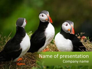 Cold White Condition PowerPoint Template