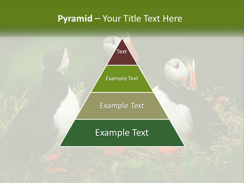 Cold White Condition PowerPoint Template