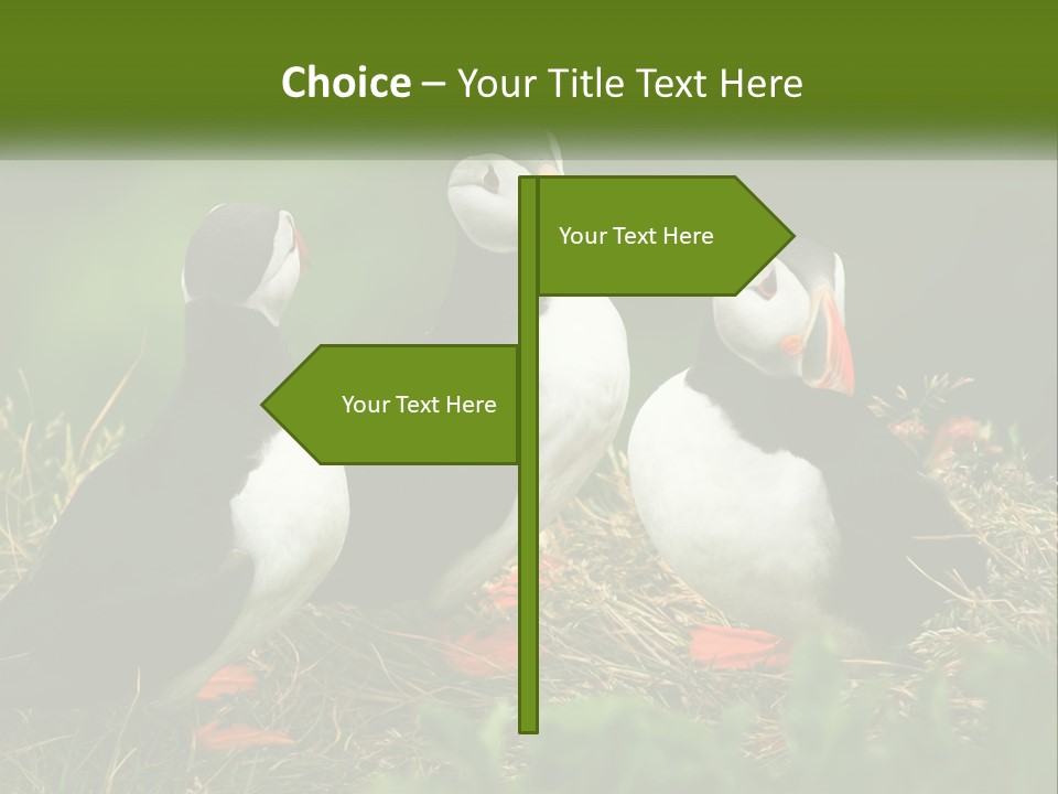 Cold White Condition PowerPoint Template