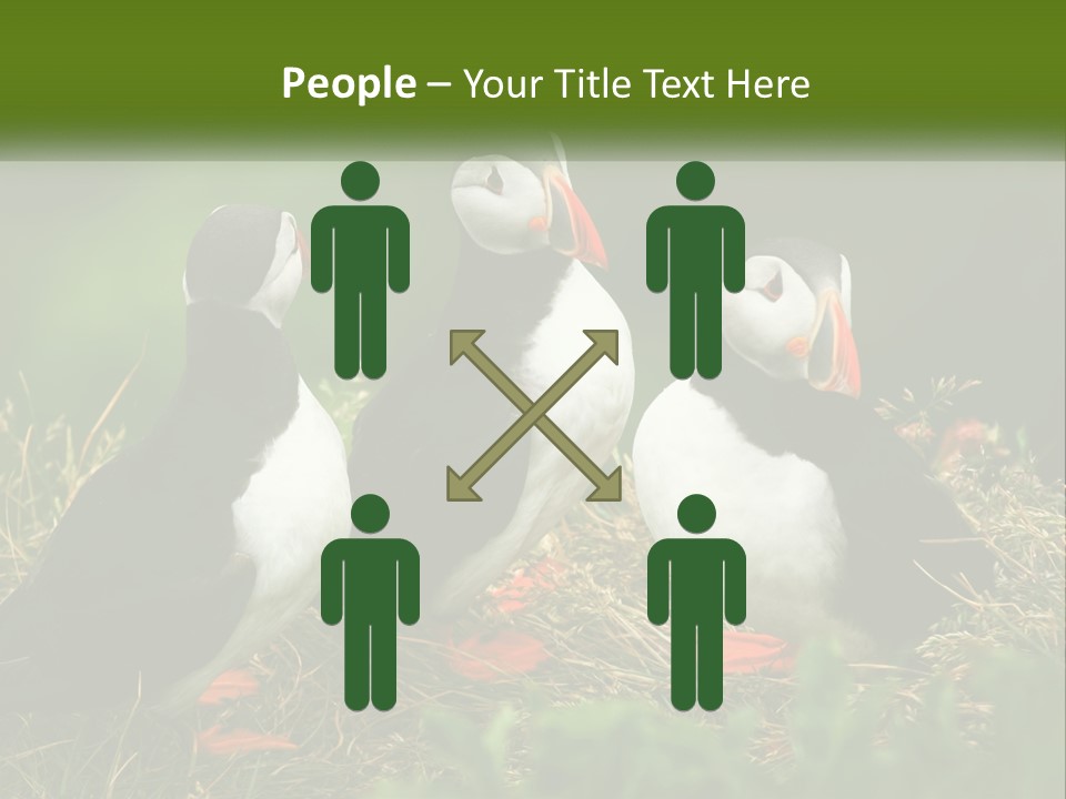 Cold White Condition PowerPoint Template