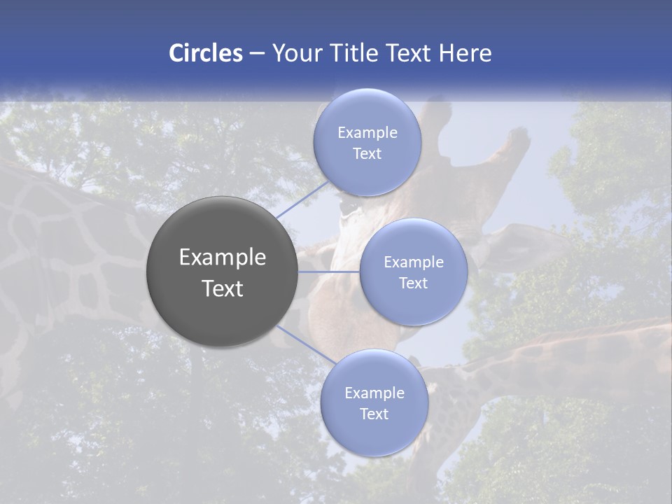 Reticulata Hungary Heads PowerPoint Template