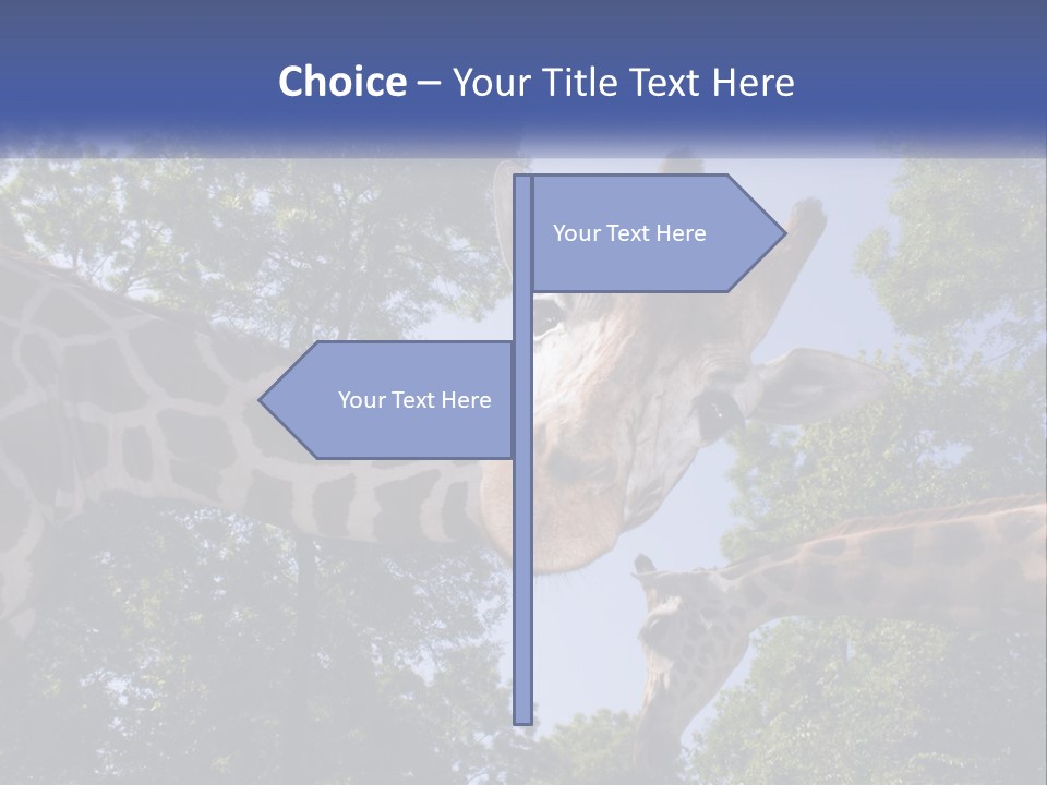 Reticulata Hungary Heads PowerPoint Template