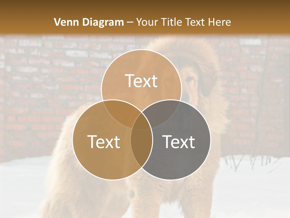 Agent Construction Construct PowerPoint Template
