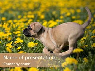 Selling Model Build PowerPoint Template