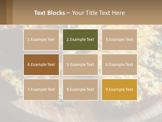 Park Leaf Buy PowerPoint Template