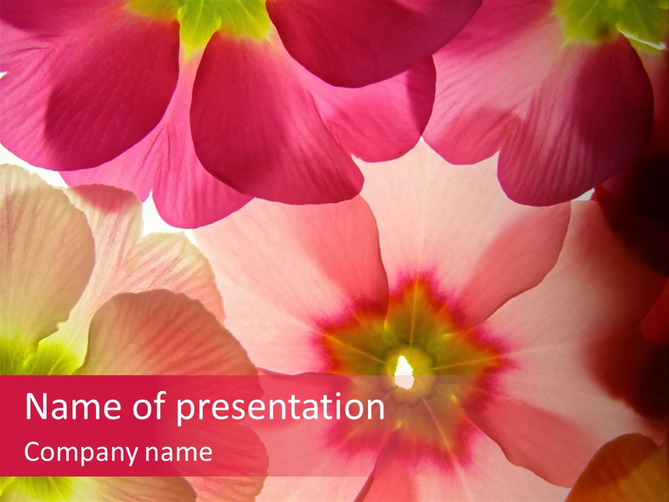 New Conceptual Sale PowerPoint Template