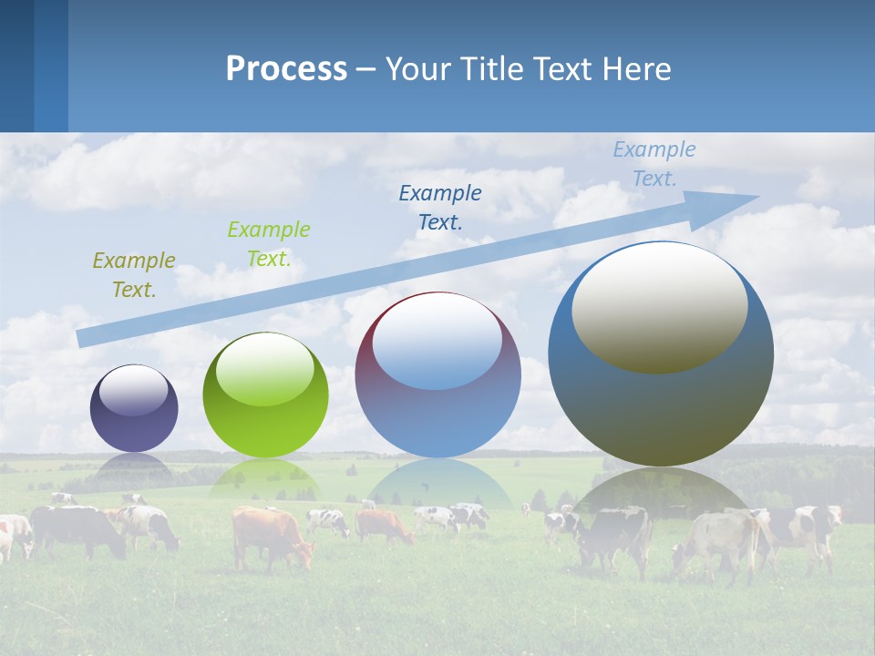 Cows In The Field PowerPoint Template