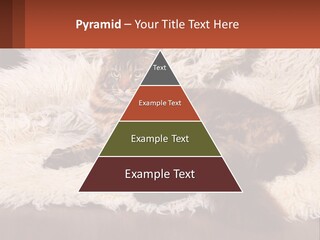 Conceptual Build Man PowerPoint Template