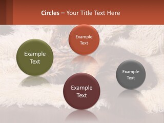 Conceptual Build Man PowerPoint Template