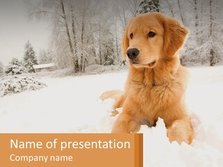 Dream Background Made PowerPoint Template