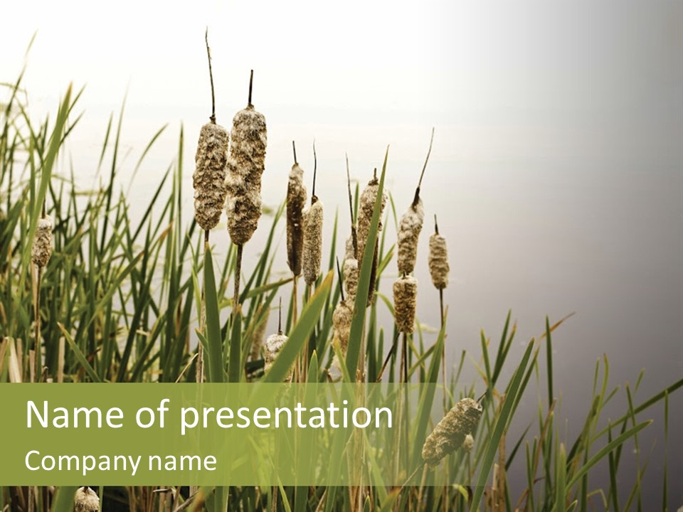 Business Leaf Grass PowerPoint Template