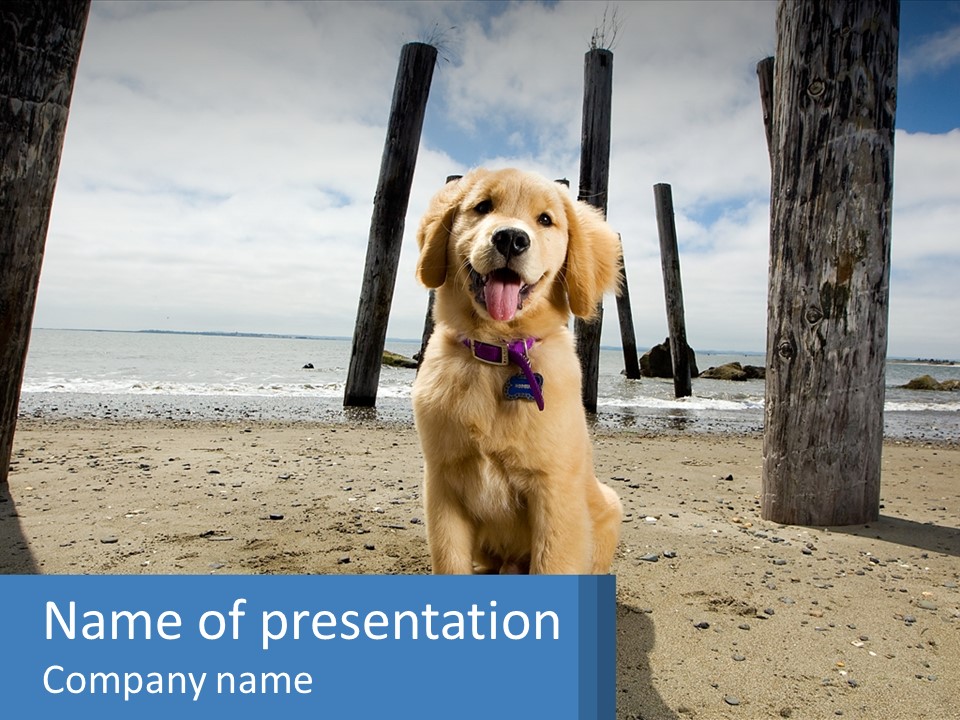 Animal Cute Puppy PowerPoint Template