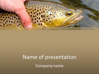 Fishing Rainbow Catch PowerPoint Template