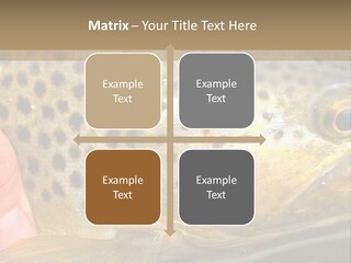 Fishing Rainbow Catch PowerPoint Template