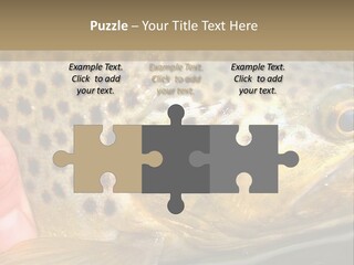 Fishing Rainbow Catch PowerPoint Template