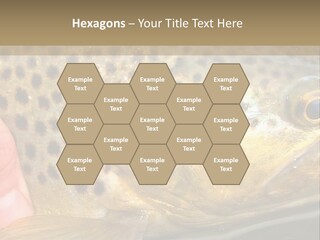 Fishing Rainbow Catch PowerPoint Template