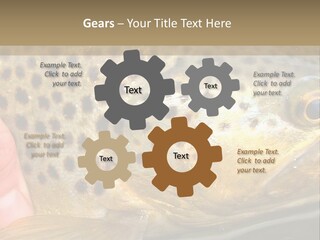 Fishing Rainbow Catch PowerPoint Template