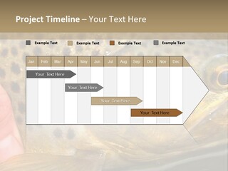 Fishing Rainbow Catch PowerPoint Template